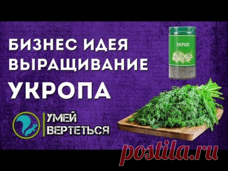 Выращивание укропа. Бизнес идея
