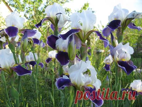 Ирисы бородатые, ирисы сибирские купить, фото, посадка и уход