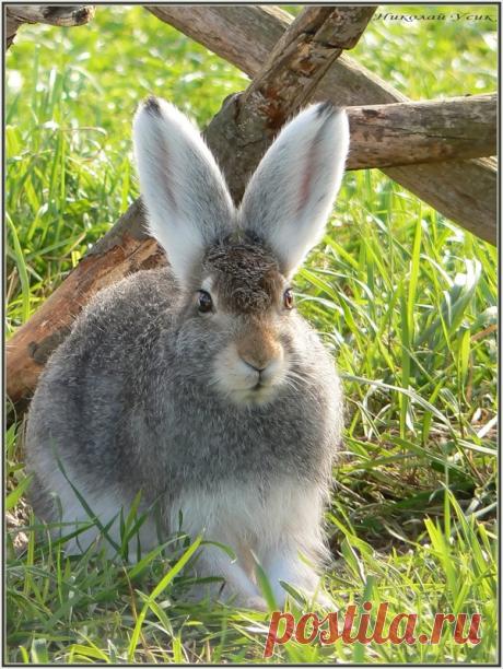 птичий рай аггельский национальный парк: 15 тыс изображений найдено в Яндекс.Картинках