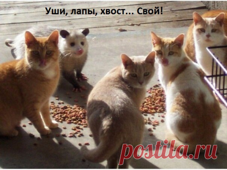 Свой среди чужих!