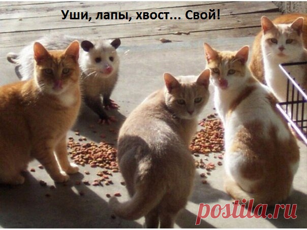 Свой среди чужих!