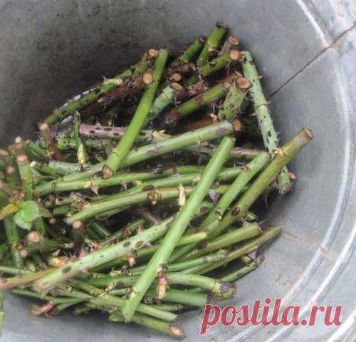 Как укоренить розы