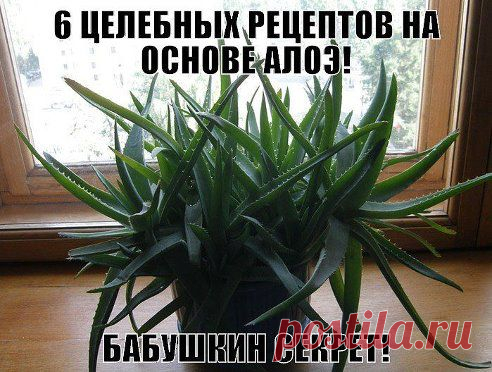 6 ЦЕЛЕБНЫХ РЕЦЕПТОВ НА ОСНОВЕ АЛОЭ

1. Для улучшения обмена веществ
2. При авитаминозе и для укрепления организма
3. Для укрепления иммунитета
4. При заболеваниях полости рта
5. При заболеваниях ЖКТ
6. При угревой сыпи
1. Для улучшения обмена веществ:
Необходимо тщательно смешать жидкий мёд (триста грамм), красное вино (четыреста грамм) и…
Продолжение тут — ok.ru/idea.manually
•••подробнее