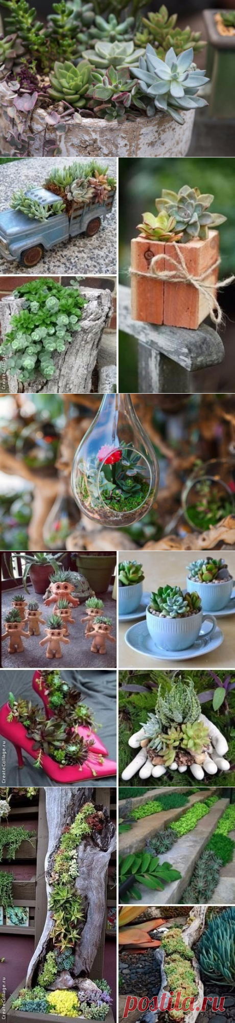 Композиции из суккулентов для дома и дачи