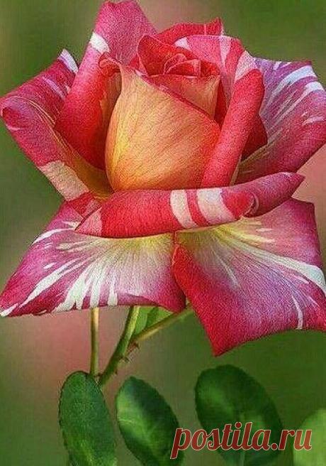 Мой Мир@Mail.Ru
