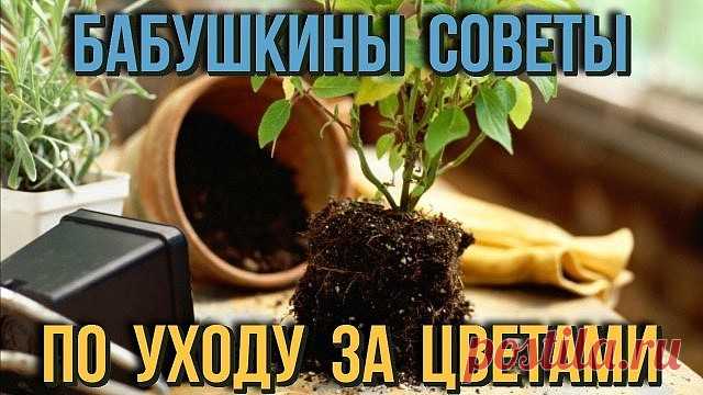 5 БАБУШКИНЫХ СОВЕТОВ ДЛЯ ЦВЕТОВ

Совет 1.
Зимой и осенью цветы нужно поливать утром. Летом и весной – вечером.
Совет 2.
Опрыскивать цветы нужно рано утром или вечером. В опрыскиватель заливают горячую воду, при распылении она остывает.
Совет 3.
Секрет яркой и сочной окраски листьев – в опрыскивании с добавлением камфарного спирта. Приблизительно 2-4 капли на 1 литр воды.
Совет 4.
Подкормка комнатных растений. Сколько существует всяческих удобрений и советов по их применени...