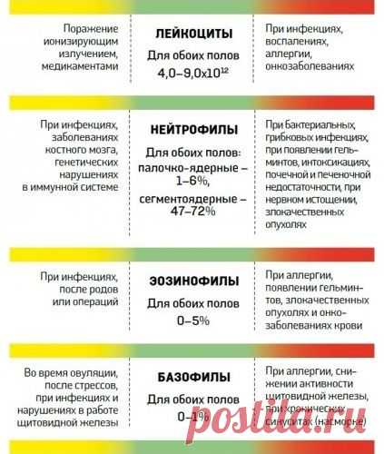 ЗДРАВОТДЕЛ. Как расшифровать анализ крови