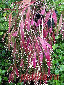 Найдено на сайте georgiavines.com.