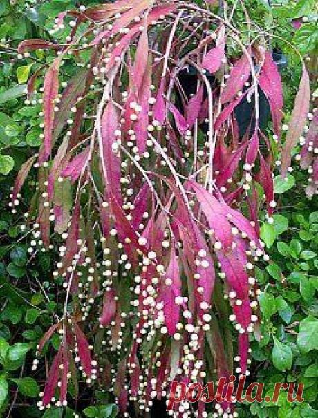 Найдено на сайте georgiavines.com.