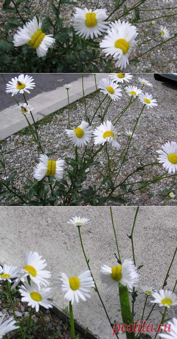 New photos show mutated daisies growing near Fukishima - ScienceAlert