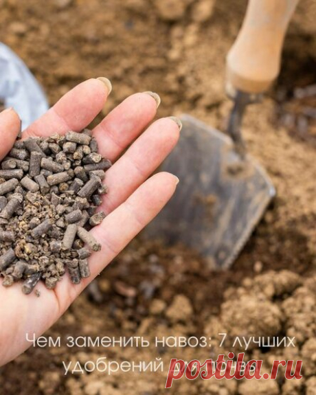Чем заменить навоз: 7 лучших удобрений для почвы