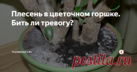 Плесень в цветочном горшке. Бить ли тревогу? Множество цветоводов, как начинающих, так и уже довольно опытных, сталкиваются с такой проблемой, как плесень в цветочном горшке. Причем она может появиться не только в почве, но и на самом растении.
По каким причинам возникает грибок и как с ним бороться? Об этом читайте далее.
Какие разновидности плесени появляются на земле?
Плесень в цветочном горшке может быть разной, но в основном на поверхно