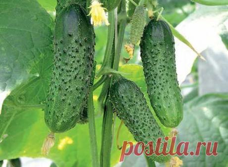 МОЛОКО ДЛЯ...ОГУРЦА!

На вашей грядке с огурцами появилась черная тля. Листья скрючиваются, засыхают. Затем погибают и плети. Раствор мыла практически не помогает. И древесная зола не дает желаемых результатов.

Попробуйте следующий состав: 1 литр свежего молока и 1 столовую ложку йода (йодистого калия) хорошо взбить, а полученную эмульсию растворить в 10 л воды. При помощи опрыскивателя побрызгать огурцы.