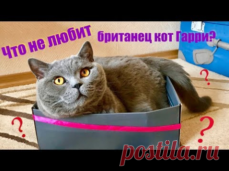 Что НЕ любит британский кот? 1 часть / British cat Harry