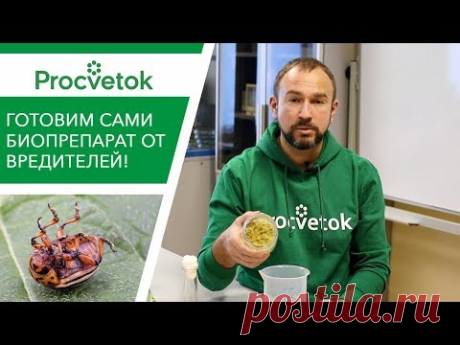 Все вредители СДОХНУТ от этого средства! Готовим сами крутой биопрепарат! - YouTube