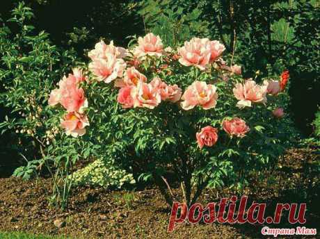 Древовидный пион. Посадка и уход: Дневник группы &quot;Сад, &quot; - Страна Мам