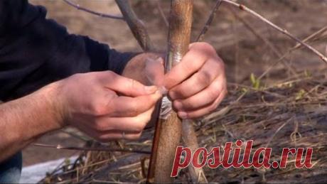 Спасаем поврежденное дерево. Прививка мостиком и другие советы (ForumHouseTV)