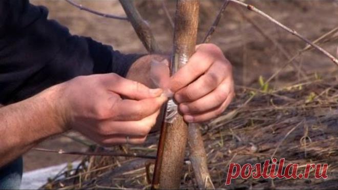 Спасаем поврежденное дерево. Прививка мостиком и другие советы (ForumHouseTV)