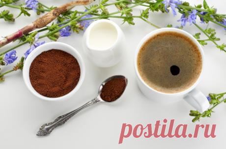 Замена кофе: полезен ли цикорий?