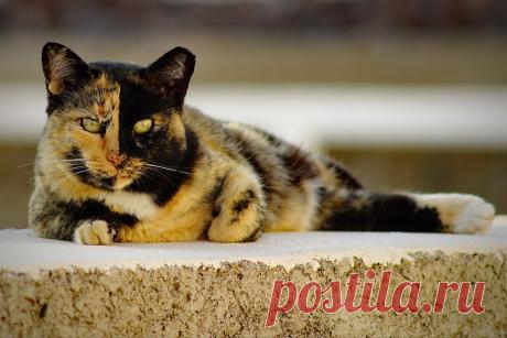 the sentinel of Callao Salvaje | This kind of feline beauty … | Flickr