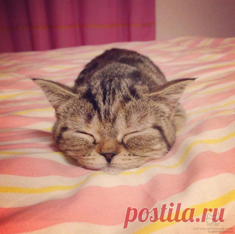 Счастливое спящее лицо / Без кота и жизнь не та ツ