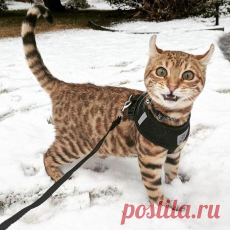 Животные, которые первый раз увидели снег