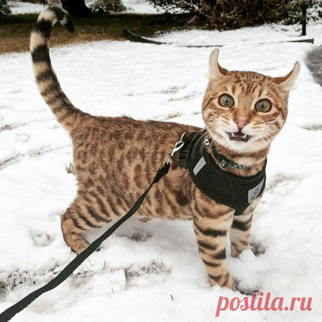 Животные, которые первый раз увидели снег
