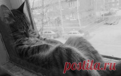 (20) Одноклассники