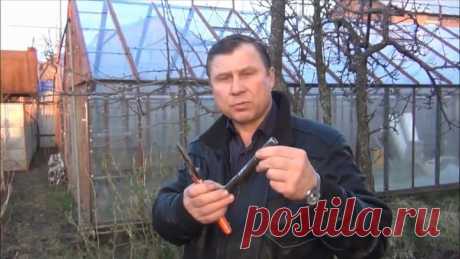 ПРИВИВКА плодовых деревьев, МАСТЕР-КЛАСС + советы