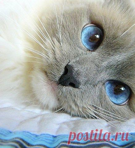 Одноклассники