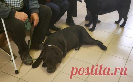 Суд в Петербурге разрешил собакам-поводырям ездить в метро без намордника. Санкт-Петербургский городской суд признал право незрячих людей провозить собаку-поводыря в метро без намордника.