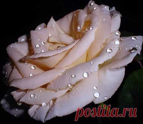 О нас любимых