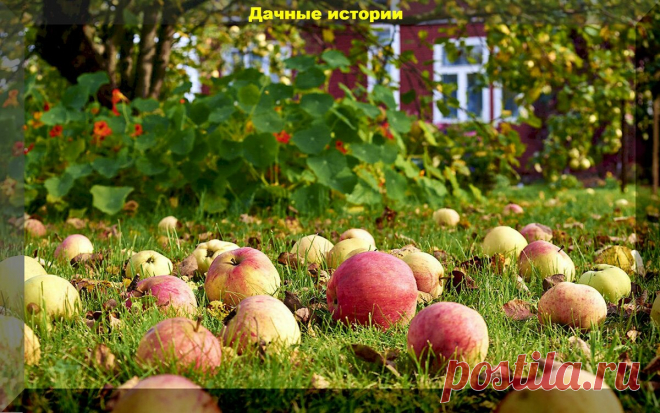 Важные дела на август: шпаргалка, что нужно успеть сделать в августе на участке | Дачные истории | Яндекс Дзен