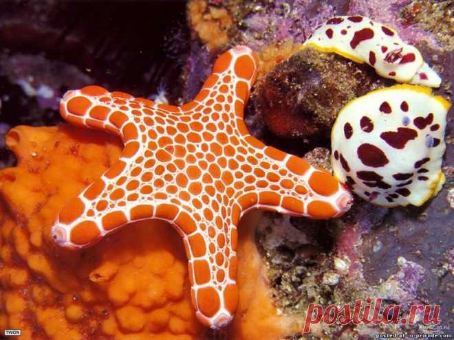 Красивые морские звезды – 26 фото - картинки - Фото мир природы