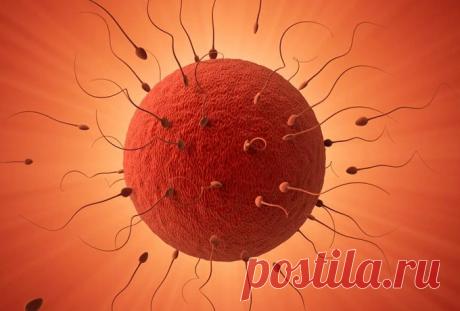 Первый половой акт или Закон Рита