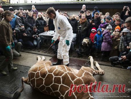 16 душераздирающих фотографий. Дания, та которая в цивилизованной Европе. Это пренеприятнейшее событие произошло 9 февраля в зоопарке Копенгагена. Администрация местного зоопарка приняла решение умертвить полуторагодовалого жирафа по кличке Мариус, который, как пишут СМИ, появился на свет в результате близкого скрещивания. Подобные не домашние животные по правилам, установленным чиновниками Евросоюза, должны быть убиты, чтобы не создавать угрозы для последующего размножения...