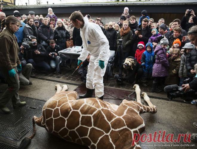 16 душераздирающих фотографий. Дания, та которая в цивилизованной Европе. Это пренеприятнейшее событие произошло 9 февраля в зоопарке Копенгагена. Администрация местного зоопарка приняла решение умертвить полуторагодовалого жирафа по кличке Мариус, который, как пишут СМИ, появился на свет в результате близкого скрещивания. Подобные не домашние животные по правилам, установленным чиновниками Евросоюза, должны быть убиты, чтобы не создавать угрозы для последующего размножения...