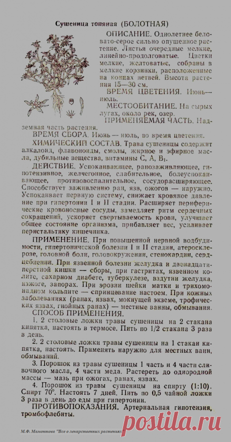 Сушеница топяная (болотная)