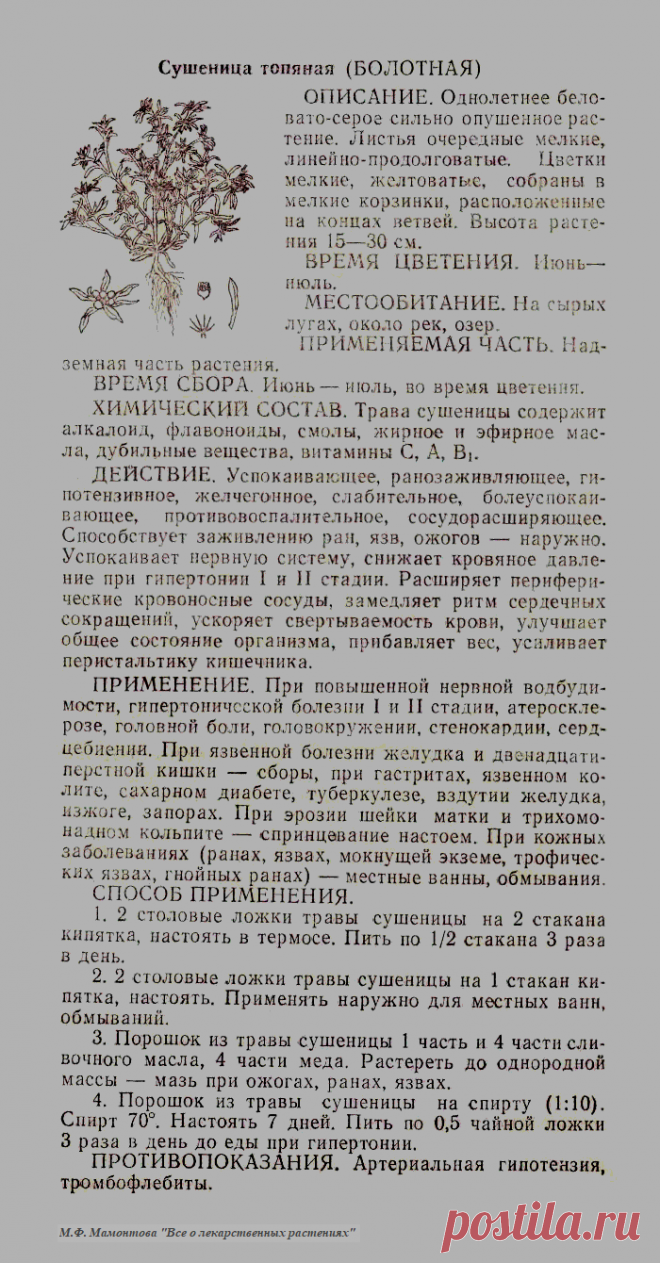 Сушеница топяная (болотная)