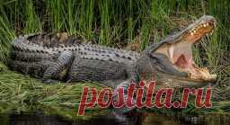 11 пар слов, которые люди постоянно путают — Интересные факты