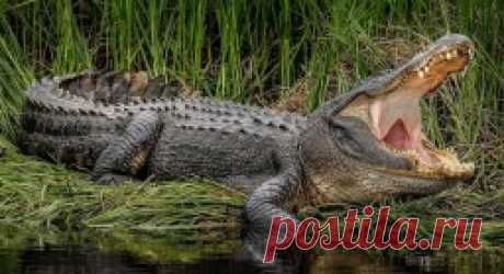 11 пар слов, которые люди постоянно путают — Интересные факты