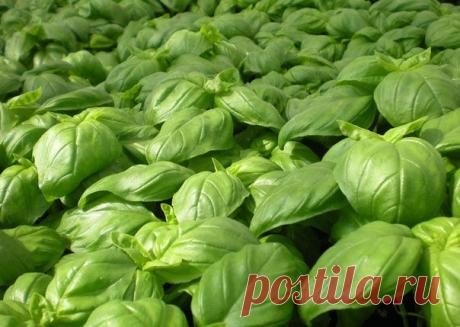 Заготовка базилика на зиму | Все пряности