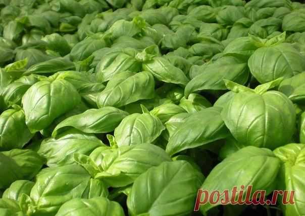 Заготовка базилика на зиму | Все пряности