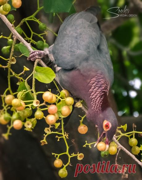 Сем. Голубиные (Columbidae)
Красношейный голубь (Columba squamosa)