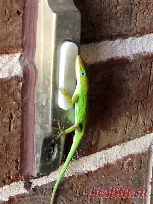 Нежданный гость: 25 забавных фото, на которых запечатлены неожиданные встречи человека и животных