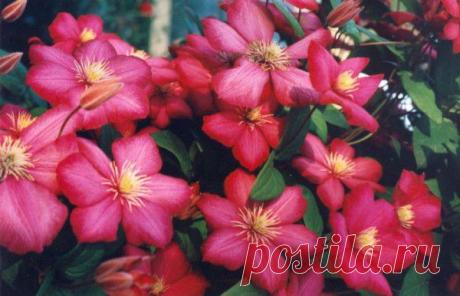 Клематисы - правильная посадка.