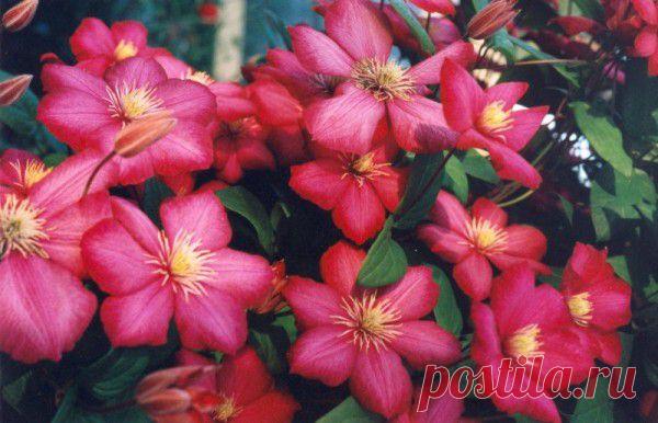 Клематисы - правильная посадка.