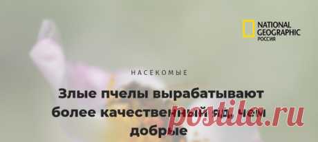 Пятачок, нам кажется, это какие-то неправильные пчелы. Или наоборот – правильные, раз делают такой качественный яд? 🐝 Ученые узнали, что влияет на качество пчелиного яда. И для тех, кому этот яд очень нужен, это не слишком хорошие новости.