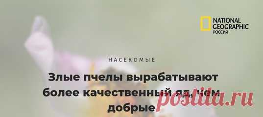 Пятачок, нам кажется, это какие-то неправильные пчелы. Или наоборот – правильные, раз делают такой качественный яд? 🐝 Ученые узнали, что влияет на качество пчелиного яда. И для тех, кому этот яд очень нужен, это не слишком хорошие новости.