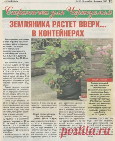 Земляника растет вверх... в контейнерах